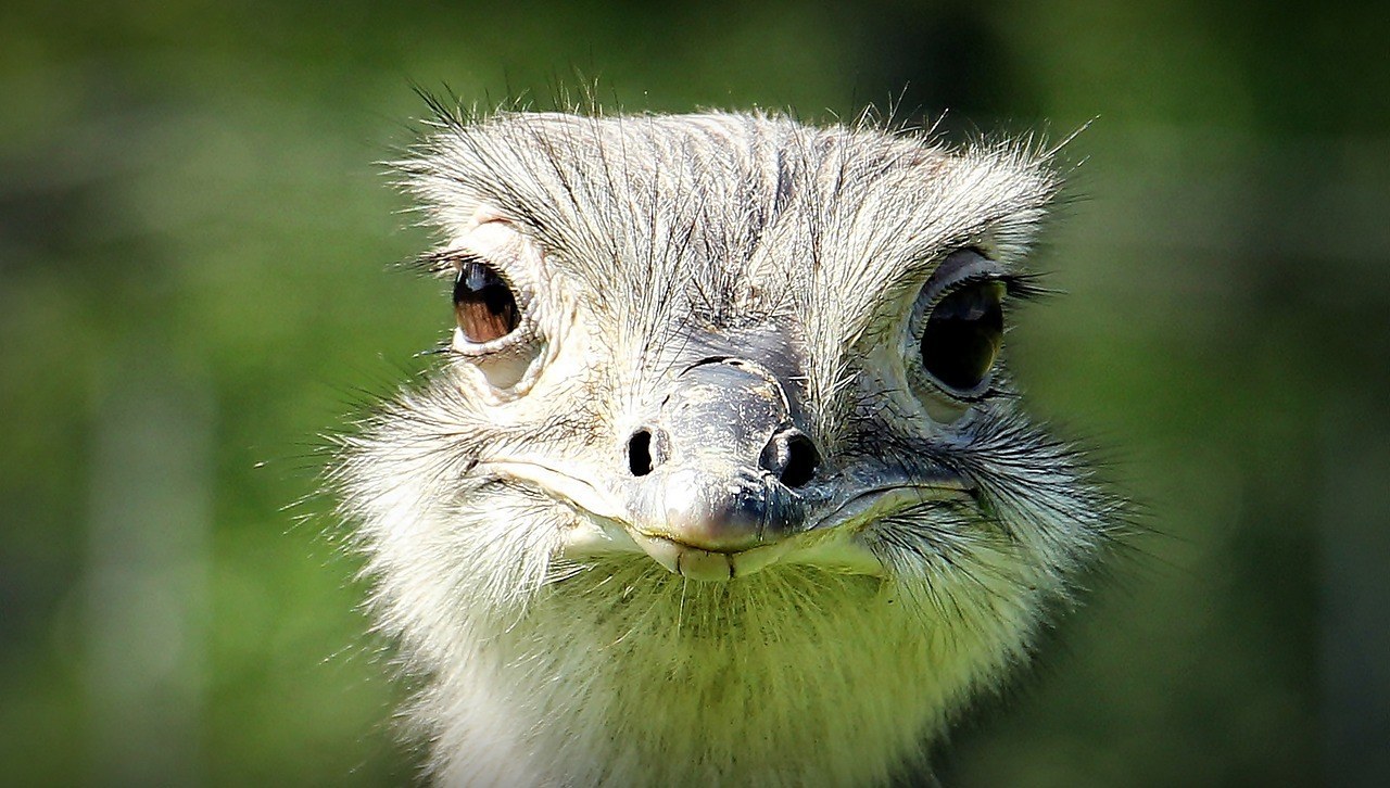 ostrich eyes